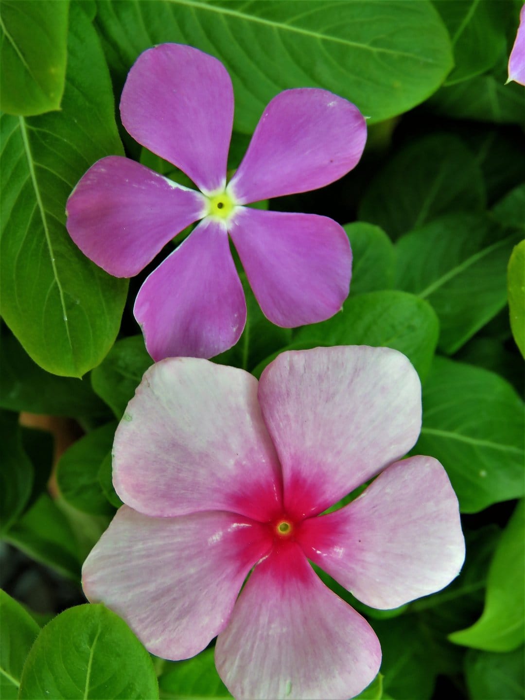 Purple and pink Vinca flowers with dark centers bloom against green leaves in a high-detail macro portrait.