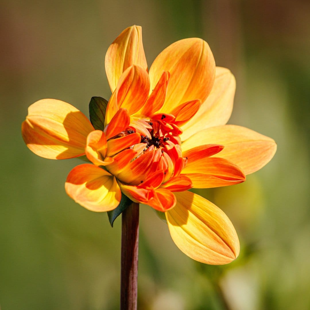 Orange dahlia flower with layered petals and a dark center glows against a soft bokeh background in sunlight.