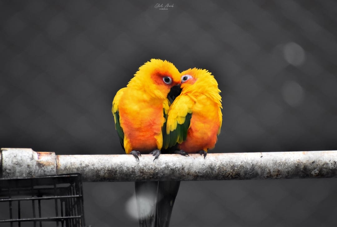 Sun conure parrots with orange and yellow feathers touch beaks while perched on a branch against a grey background.