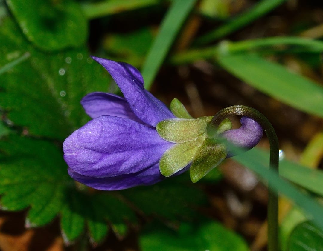 Violet flower bud with furled petals sits among green blades of grass and soft leafy foliage in a macro view.