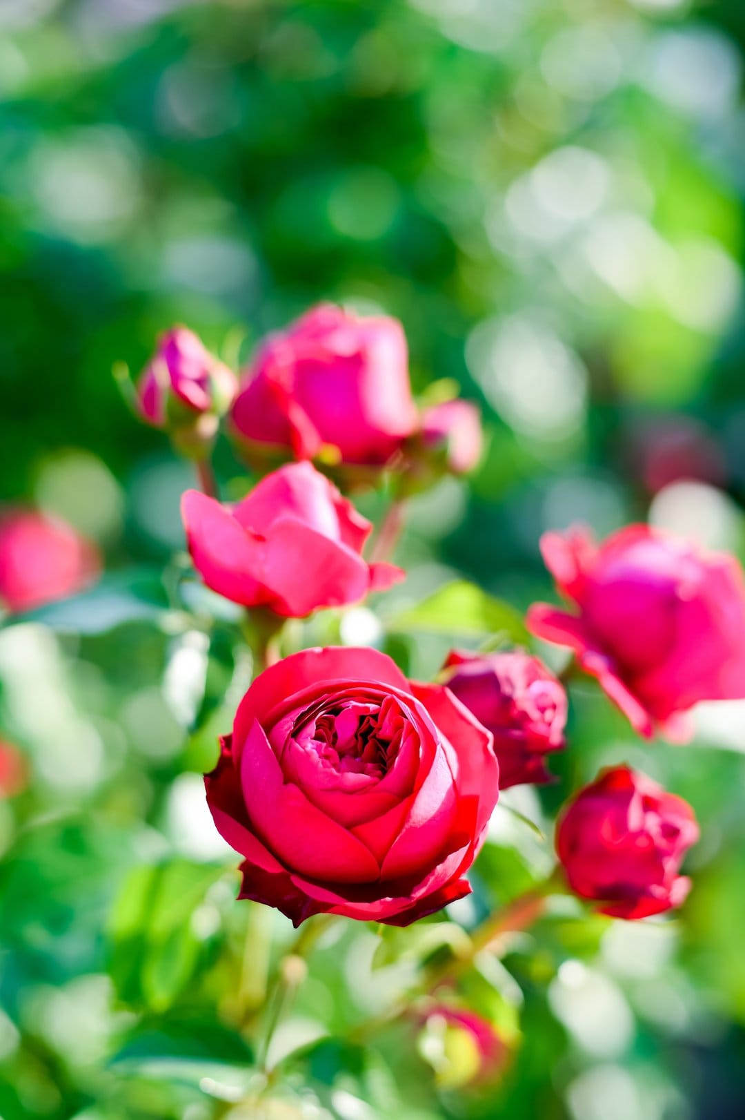 Pink rose petals in soft focus sunlight glow against a blurry green garden backdrop with golden bokeh.