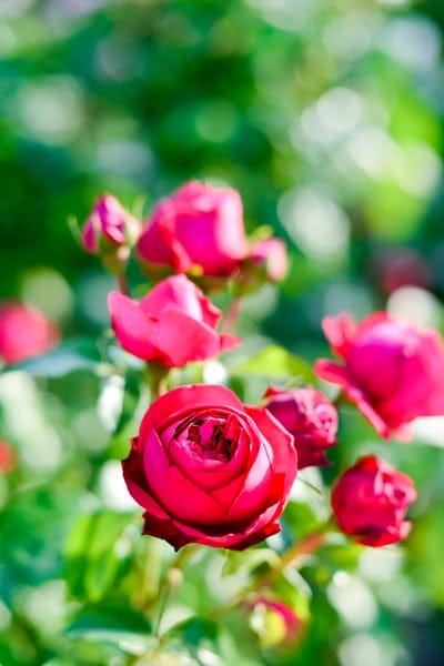 pink roses, rose garden, floral photography, flower close-up, bokeh, soft focus, nature photography, romantic flowers, garden beauty, summer blooms, delicate petals, vibrant color, outdoor plants, botanical, floral arrangement, spring flowers, garden inspiration, beautiful flowers, pink bloom, sunlit garden, dreamy background