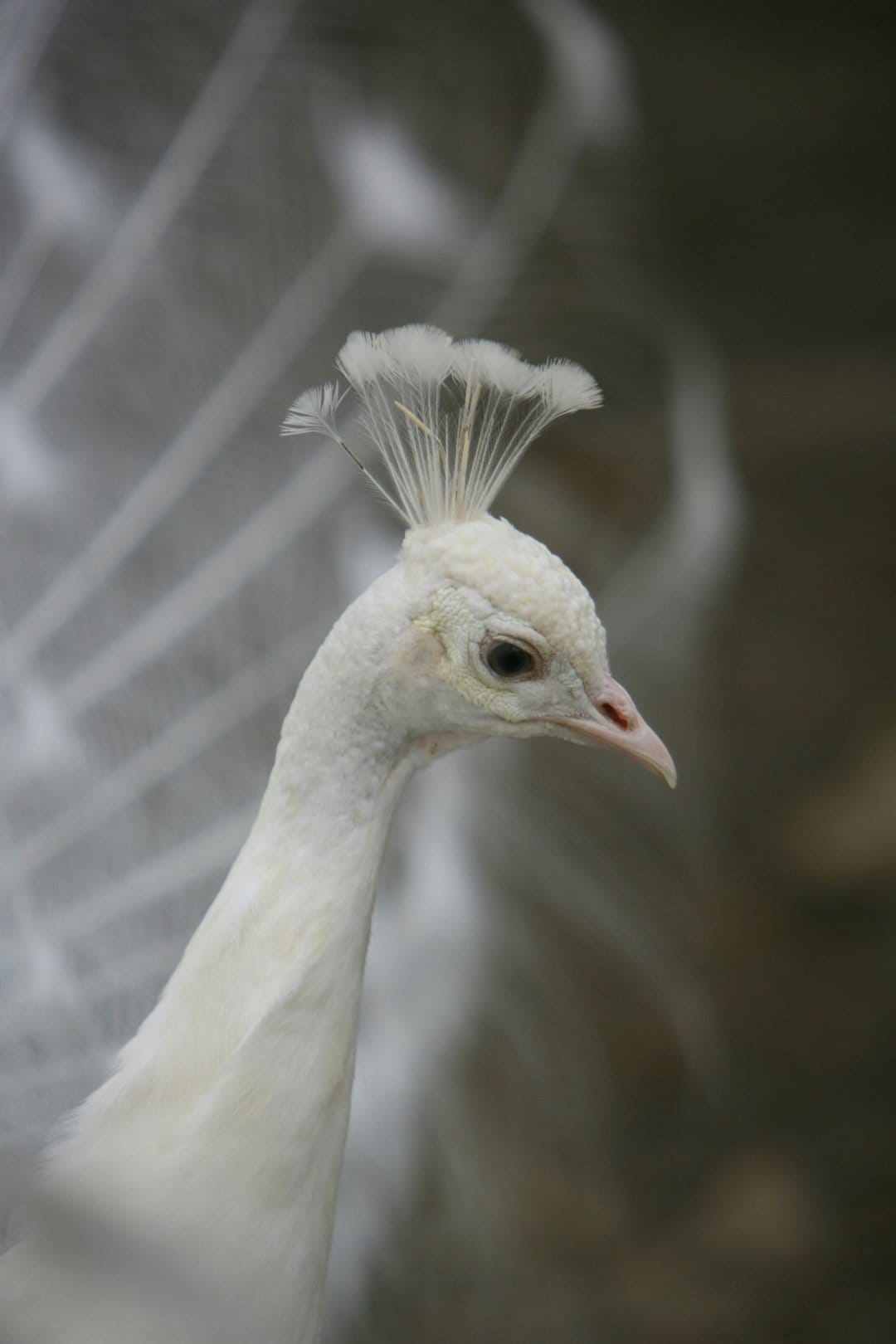 White peacock head with a delicate feather crest and a dark eye stands against a blurred white background.