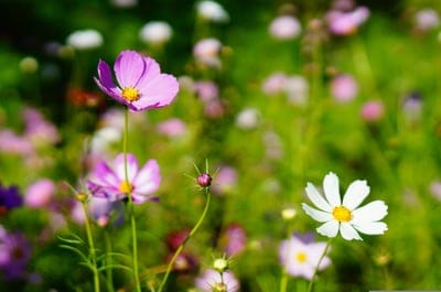 Pink and white cosmos flowers with yellow centers bloom in a sunny field against a blurred green meadow backdrop.