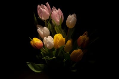 Flora,wallpaper hd,hd wallpaper,mac wallpaper,4k wallpaper,nature,wallpaper 4k,beautiful wallpaper,background,love,4k wallpaper,romantic,laptop wallpaper,free wallpaper,nostalgia,full hd wallpaper,tradition,cool backgrounds,desktop backgrounds,culture.