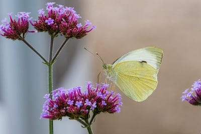 Pale yellow butterfly with black wing tips perches on a cluster of tiny purple verbena flowers in a garden.