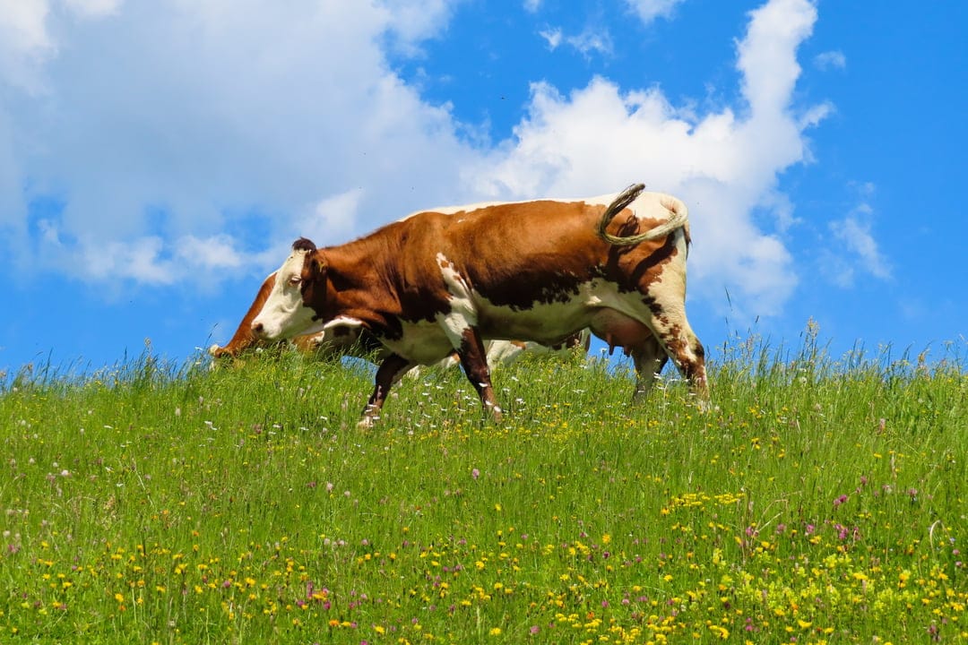 Brown and white cow grazing in a vibrant green meadow with yellow wildflowers under a bright blue sky and clouds.