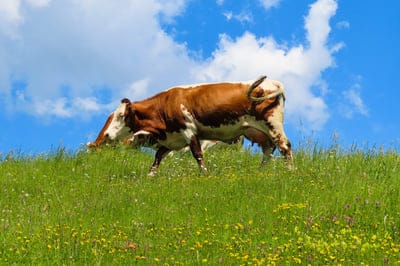 cow, grazing, meadow, pasture, green grass, wildflowers, blue sky, clouds, nature, rural, countryside, farm, livestock, animal, agriculture, sunny day, summer, idyllic, scenic, outdoors, field, landscape