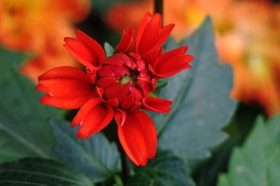 Red dahlia flower with symmetrical layered petals in focus against a blurred green and orange garden background.