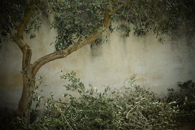 olive,tree,nostalgia,windows wallpaper,cool backgrounds,laptop wallpaper,full hd wallpaper,hd wallpaper,beautiful wallpaper,background,cut tree