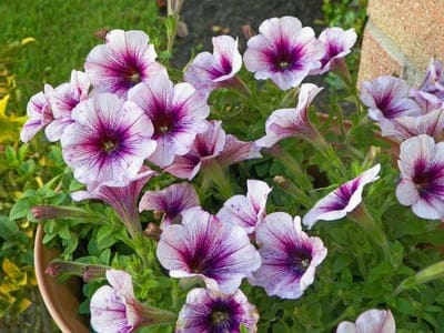 Purple veined white petunia flowers bloom in a garden container with dense green foliage in a vertical view.