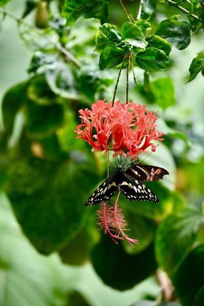 butterfly,flower background,flower,beautiful flowers,pollination,flower wallpaper,insect,nature,bloom,spring,close up,hibiscus