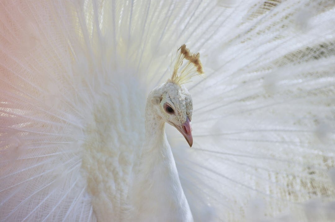 White peacock with its long tail feathers fanned out in a large, intricate, semi-circular white plume display.
