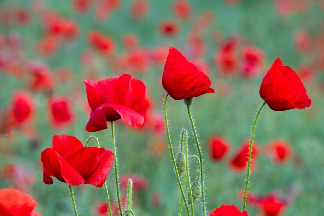 Red poppy flowers with thin stems stand in a blurred green field, featuring delicate petals and natural lighting.