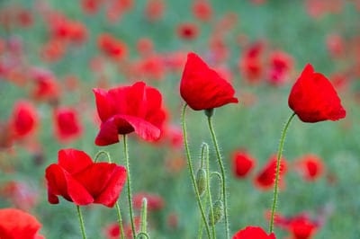 poppies,free background,beautiful nature,beautiful wallpaper,field,Yorkshire,laptop wallpaper,windows wallpaper,desktop backgrounds,nature wallpaper,summer,Remembrance Day,cool backgrounds,4k wallpaper,tranquillity,summer field,red,poppy,free wallpaper,Br
