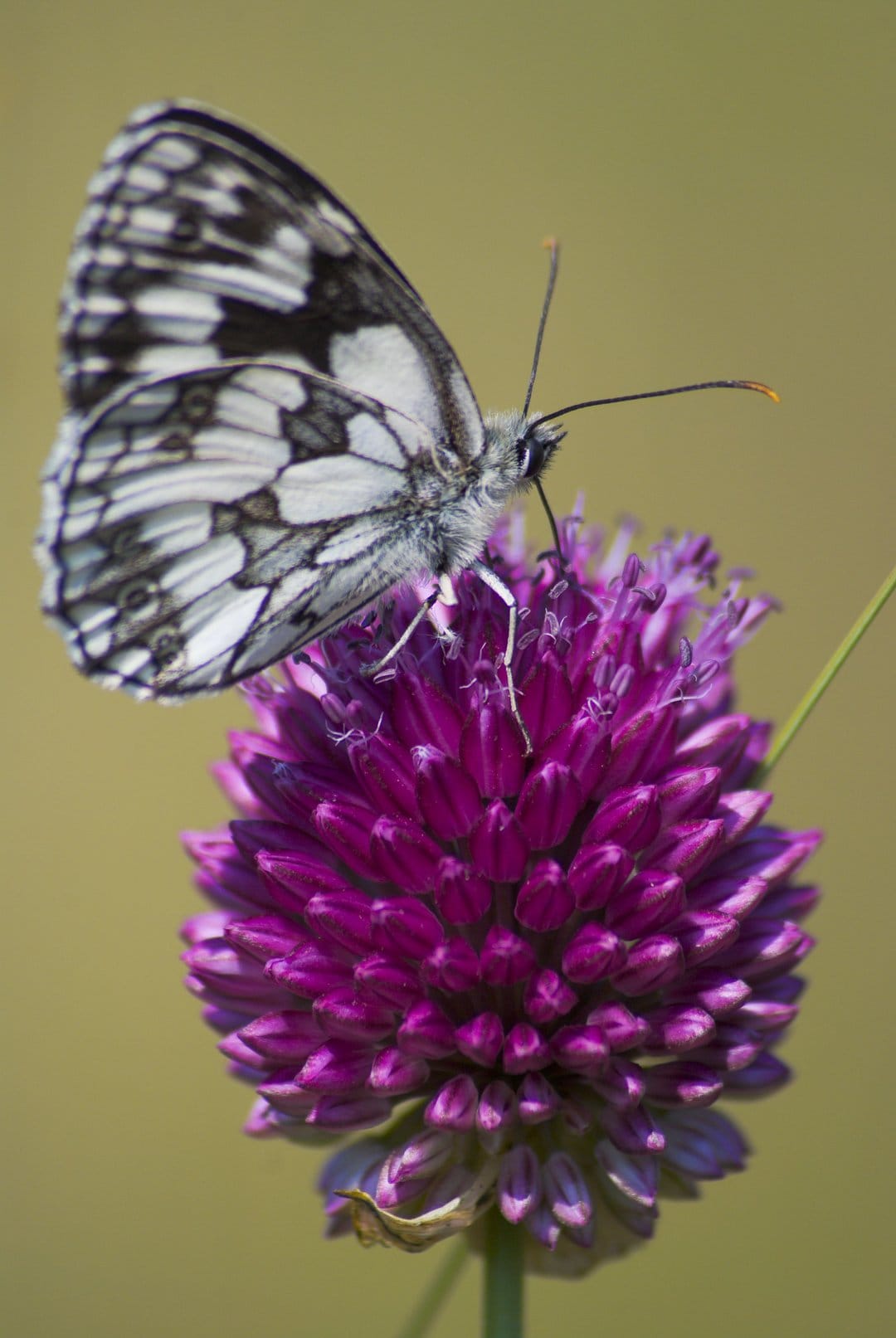 Marbled White butterfly with black and white checkered wings perched on a cluster of tiny purple allium flowers.