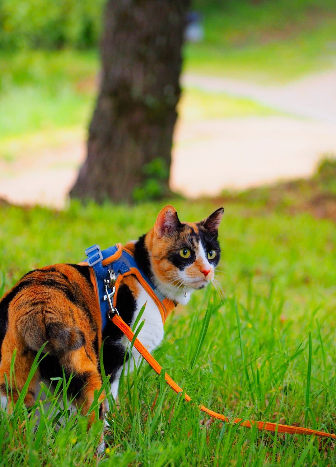 Calico cat with yellow eyes wears a blue harness while standing in soft green grass with a blurred background.