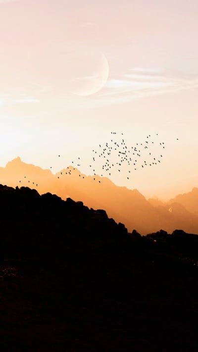 hills,trees,birds,evening,silhouettes