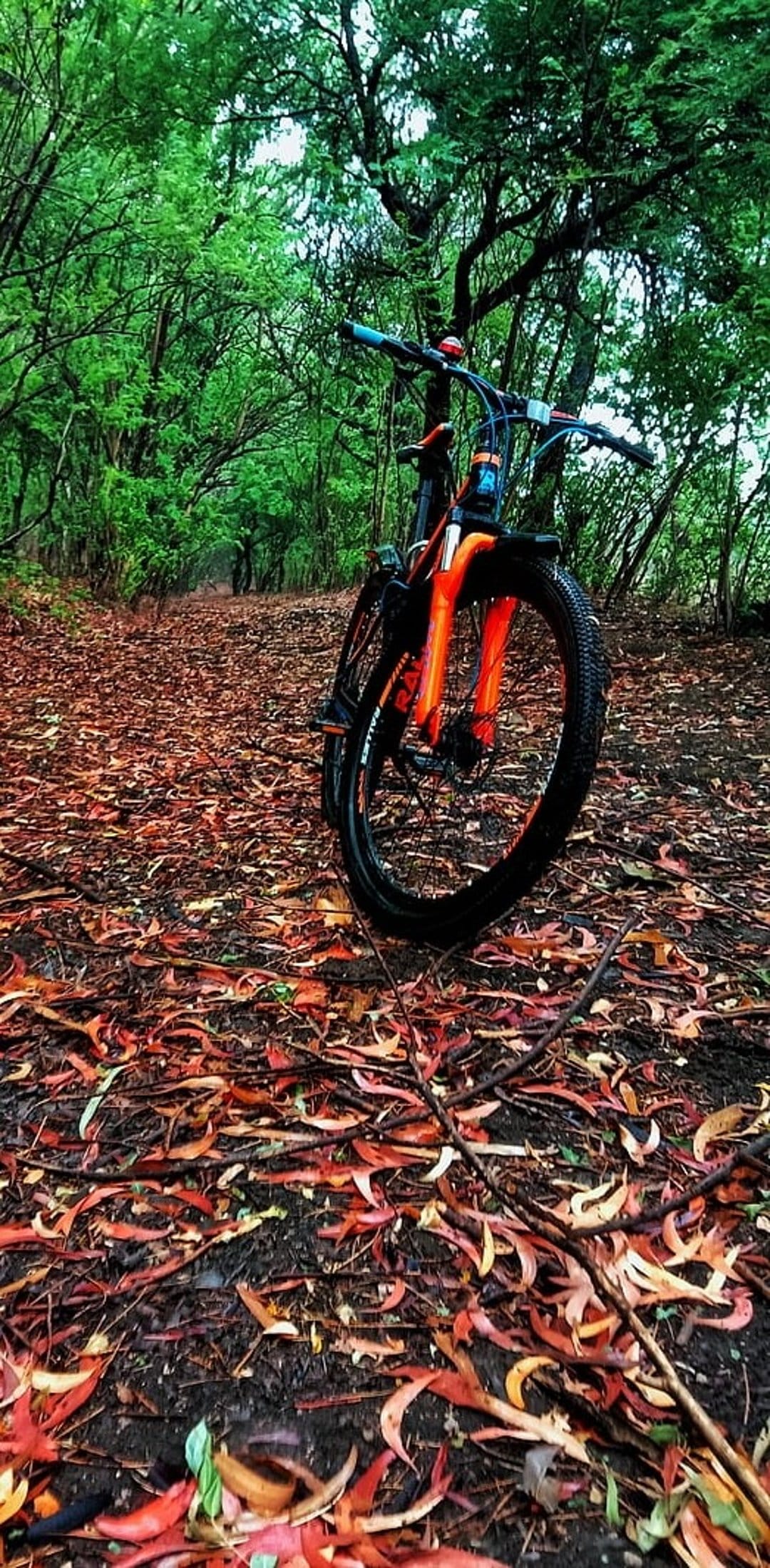 Orange and black bicycle parked on a woodland path covered in fallen autumn leaves under a green tree canopy.