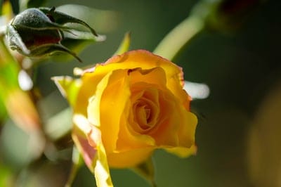 yellow rose, rose bud, blooming flower, macro photography, nature, garden, flower close-up, floral beauty, botany, petals, delicate, vibrant, warm colors, natural light, spring bloom, summer garden, romantic, beauty of nature, plant, rose, floral detail