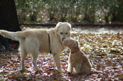 dogs, golden retriever, poodle, puppy, animal, pets, playful, friendship, autumn, fall, leaves, park, outdoors, nature, cute, adorable, canine, mammal, interaction, bonding, golden, dog park, puppy love
