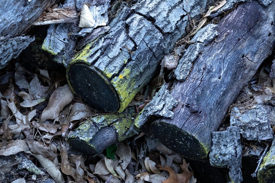 Charred logs with cracked bark and green moss lie on a thick layer of brown and orange fallen forest leaves.