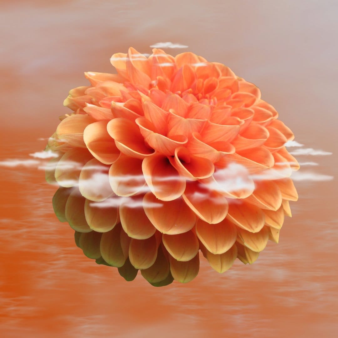 Orange dahlia flower with layered petals floating amidst soft white and golden clouds under a warm tinted sky.