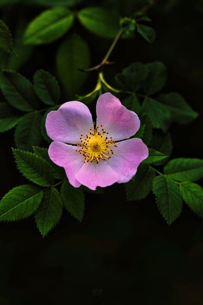 Pink wild rose with yellow stamens and green leaves centered against a dark, moody background in a close-up shot.