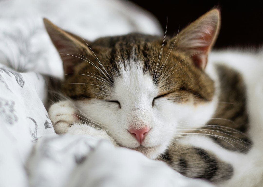 Tabby cat with a pink nose sleeps on soft white blankets with its paws tucked in during a peaceful morning nap.