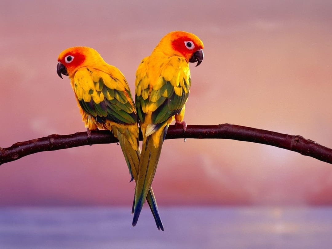 Sun conure parrots with orange and yellow feathers perch on a branch against a pink and purple sunset sky.