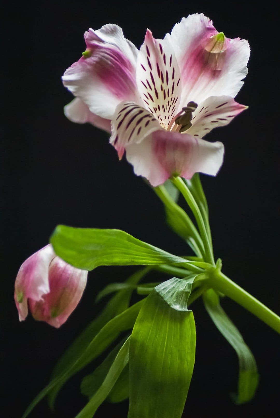 Pink and white Alstroemeria flower with purple speckles and green leaves against a solid black background.