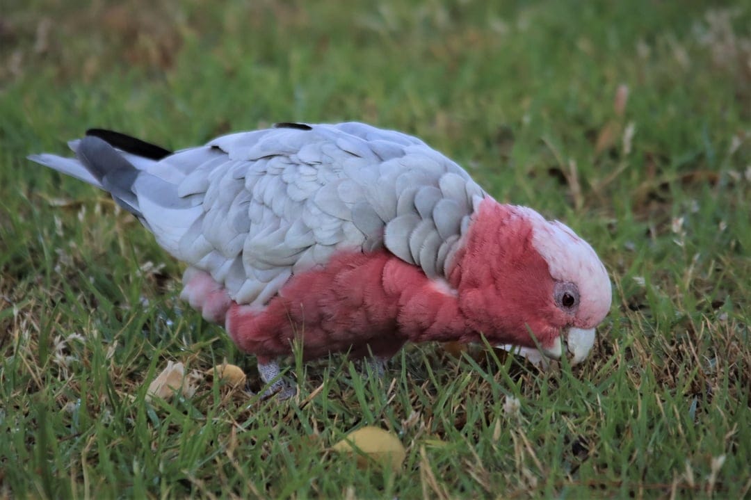 Galah parrot with pink feathers and grey wings pecks at a green grassy lawn in a candid wildlife moment.
