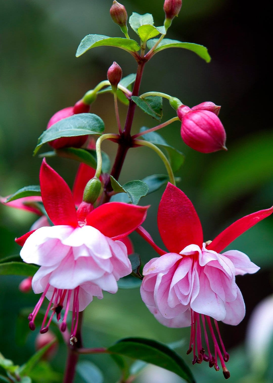 Pink fuchsia blossoms with red sepals and green leaves in a soft-focus macro close-up for vertical phone screens.