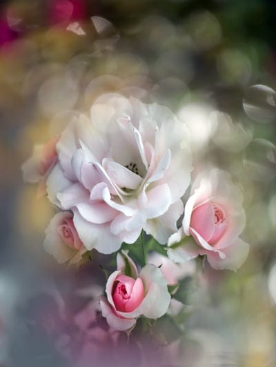 flower,flowers,rose flower,nature,colorful,rose,summer,spring,beauty,flower background,macro,blooming,flower wallpaper,bouquet,cereal,beautiful flowers,the background,bokeh,imagination,iphone wallpaper