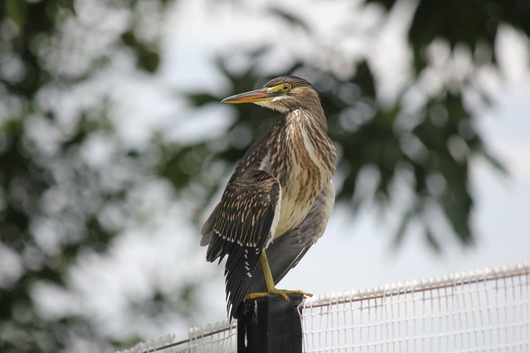 Juvenile Green Heron with yellow eyes and mottled feathers sits on a wooden post against a blurred green forest.
