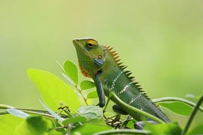 chameleon,nature wallpaper,wallpaper hd,wild,hd,wallpaper nature,nature background,green,cool backgrounds,wallpaper 4k,wallpaper,windows wallpaper,animal,beautiful wallpaper,4k wallpaper,beautiful nature,laptop wallpaper,free background,free wallpaper,4k 