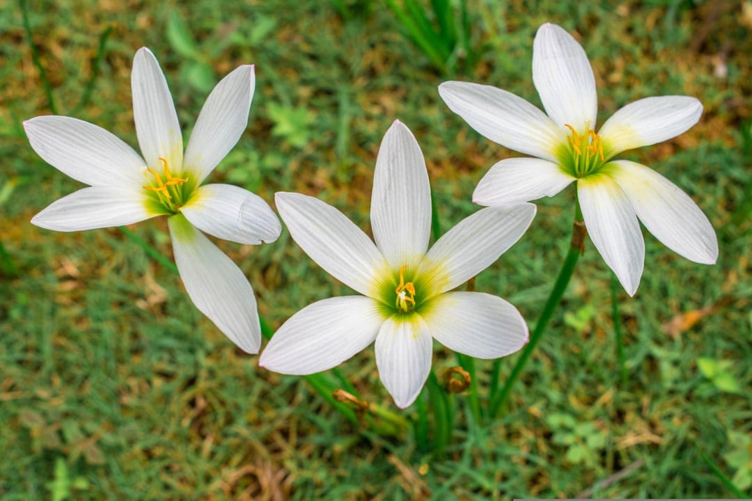 Three white rain lilies with yellow centers bloom in a soft-focus green lawn viewed from a top-down perspective.