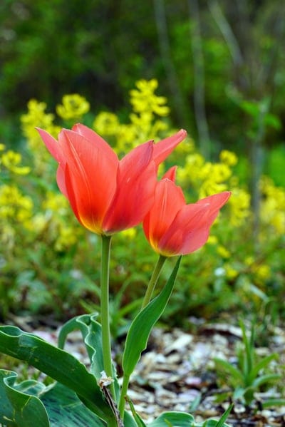 Two red tulips with bright petals stand in focus before a blurred background of yellow wildflowers and green leaves.