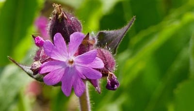 Pink wildflower petals with visible veins and dark purple buds rest against a blurred green leafy background.