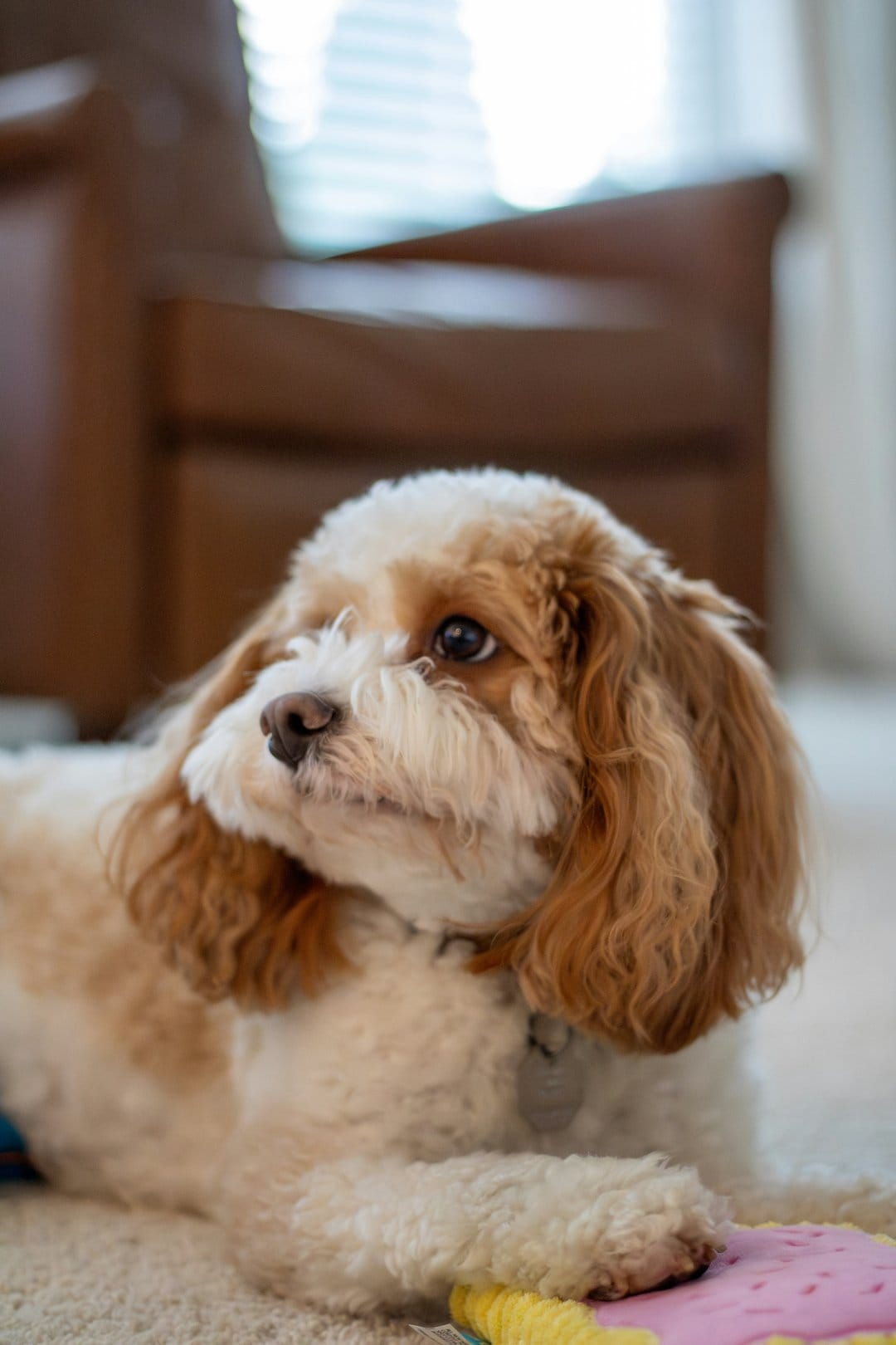 Cavapoo dog with curly white and brown fur rests on a tan carpet with a soft-focus indoor background and a toy.