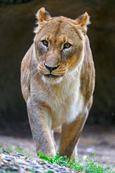 lioness,big cat,predator,glance,gait