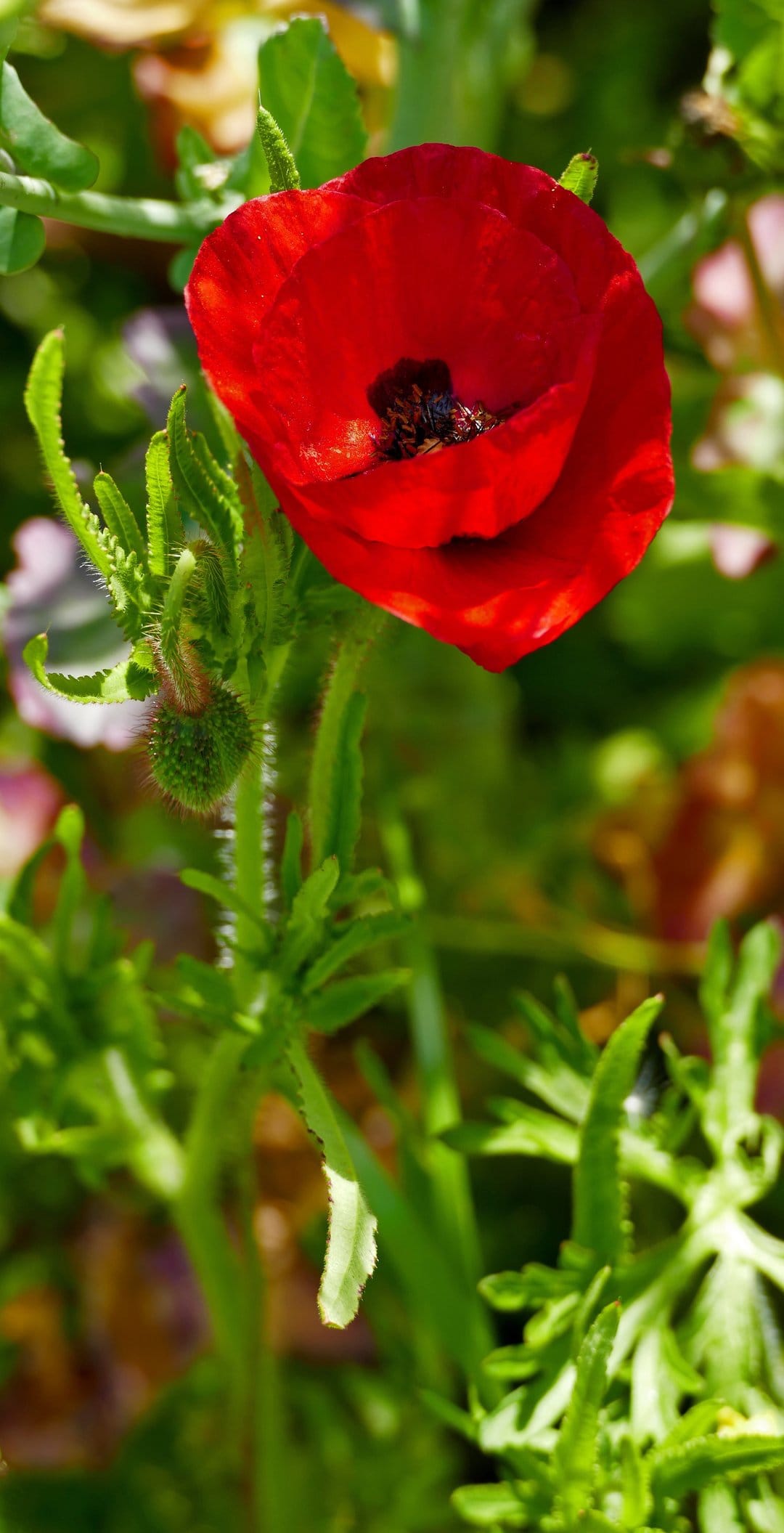 Red poppy flower with crinkled petals and a dark center blooming against a blurred green garden background.