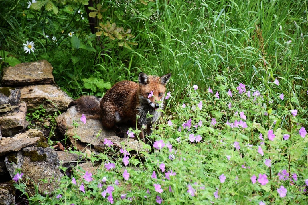 Red fox sitting in a meadow of purple wildflowers next to a rustic stone wall in soft natural light.
