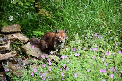 fox,flower wallpaper,beautiful flowers,flower background,red fox,nature,flowers,meadow