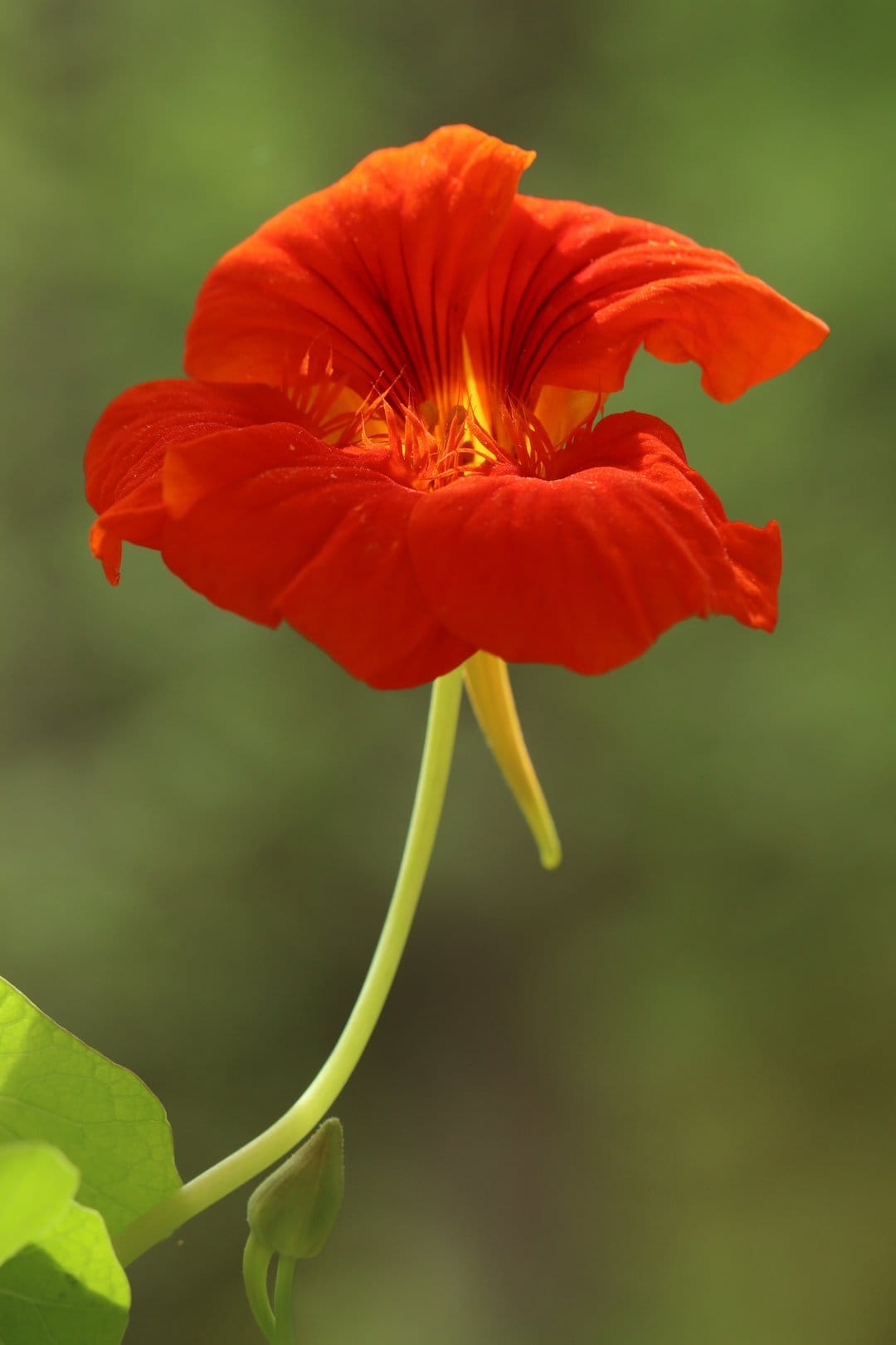 Orange nasturtium flower with red-yellow center and a small green bud against a soft, blurred green background.