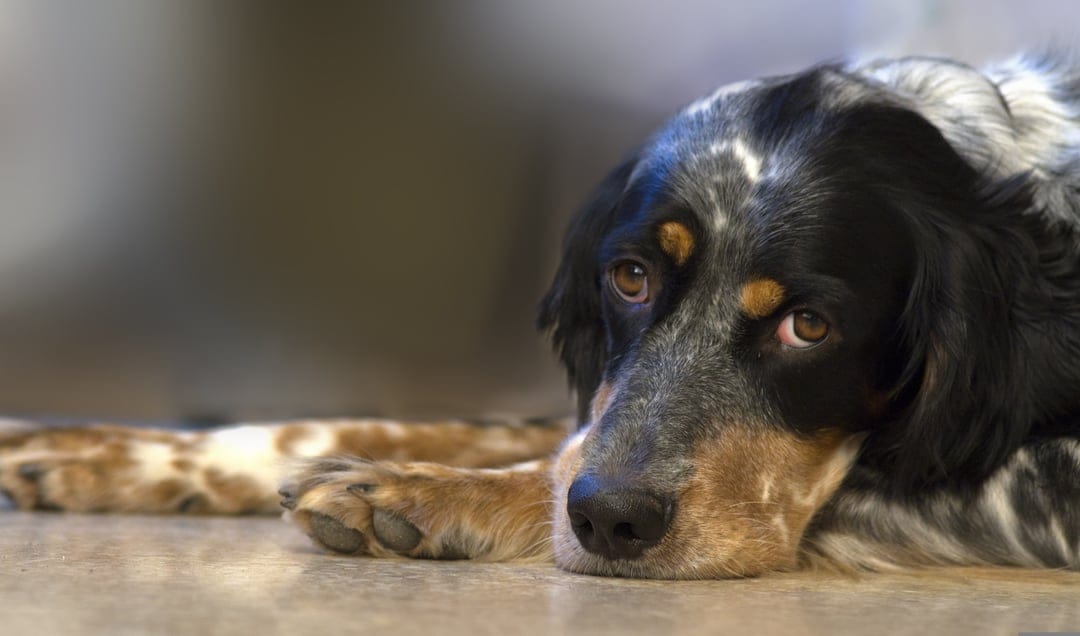 Black and white dog with tan markings rests its head on the floor while looking away with soulful brown eyes.