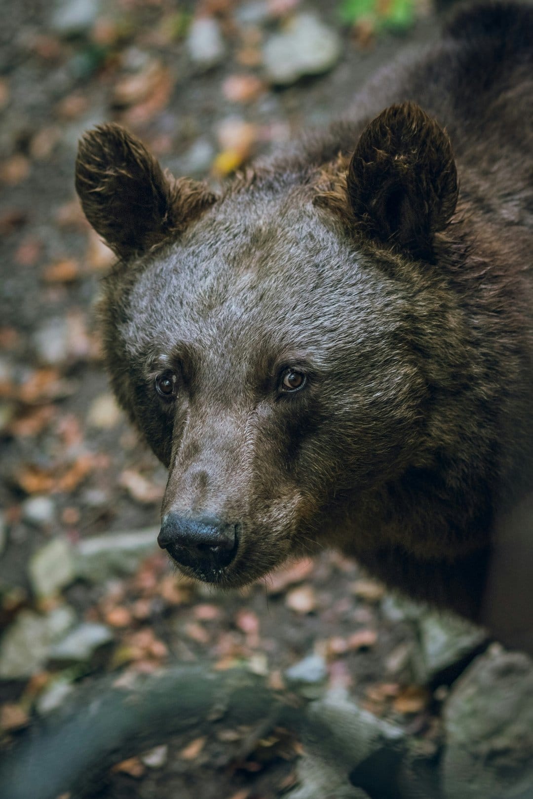 Brown bear face with thick fur and dark eyes gazes forward against a blurred autumn forest background with leaves.