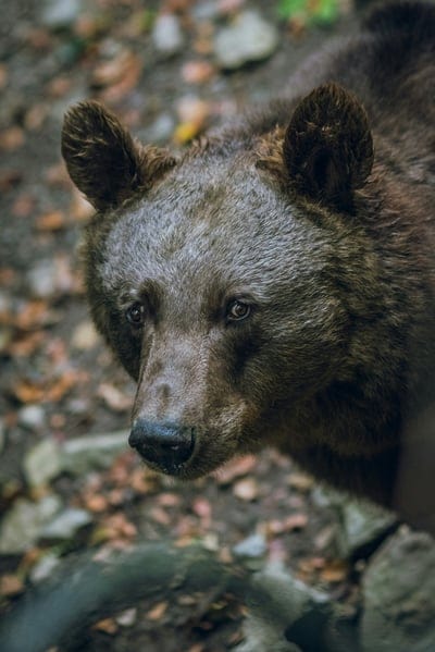 Wild Bear wallpaper,Bear wallpaper,Bear,Bear desktop wallpaper