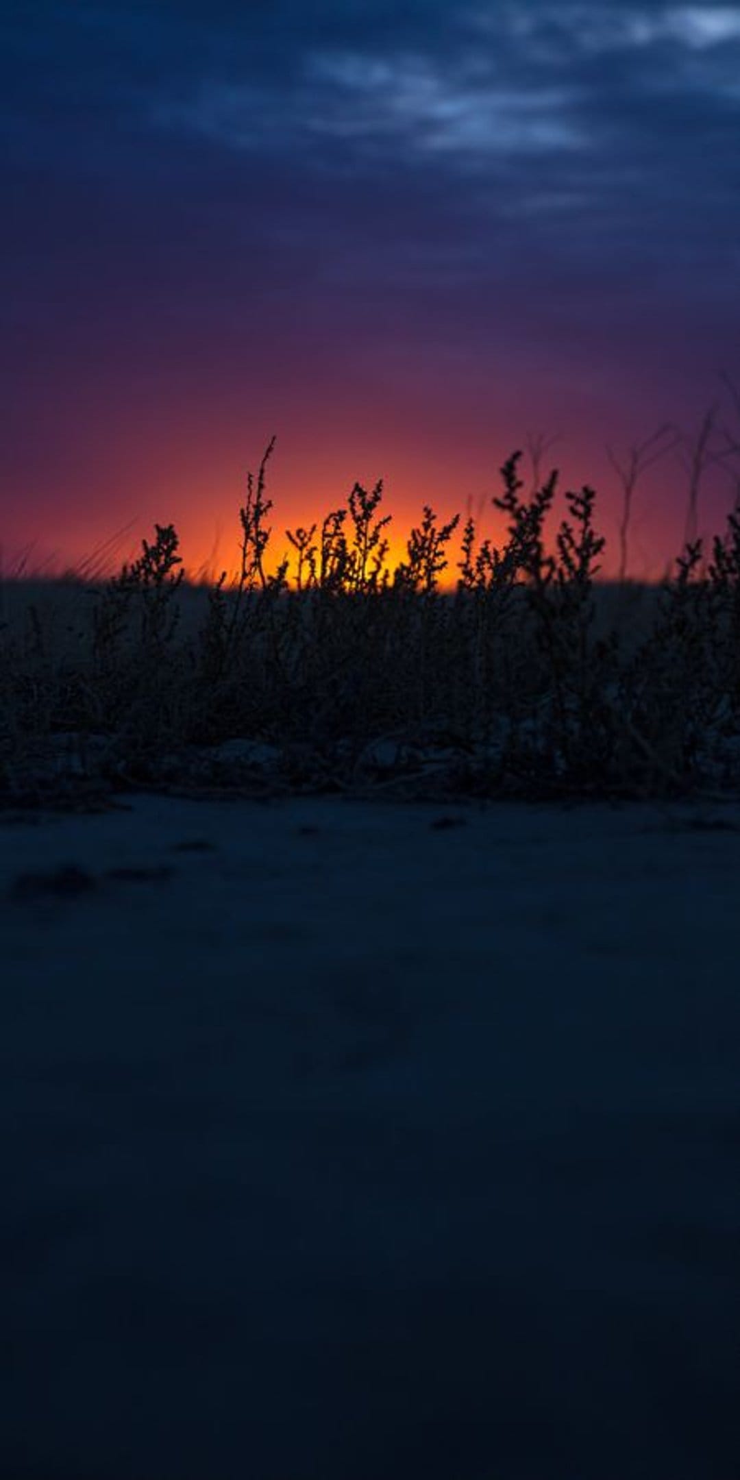 Sunset sky with orange and purple clouds above dark silhouettes of dry plants in a vertical landscape view.