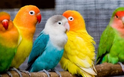 parrots,birds,branch,sit,colorful